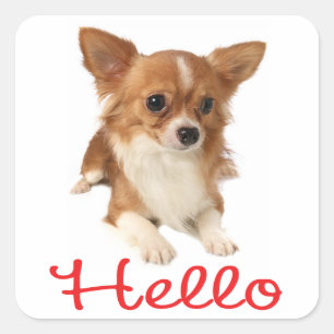 Sticker Carré Chiote de Chihuahua aux poils longs Rouge Bonjour