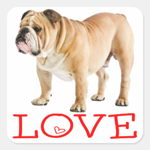 Sticker Carré Chiots Bouledogue Anglais Rouges Cœurs Amour