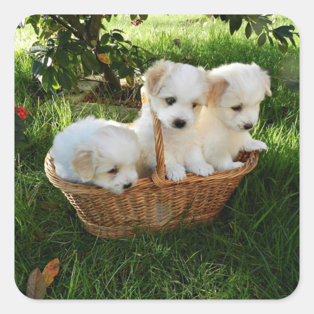 Sticker Carré Chiots, Coton de Tuléar, Chiots (Devant)