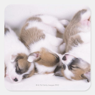 Sticker Carré Chiots de corgi dorants