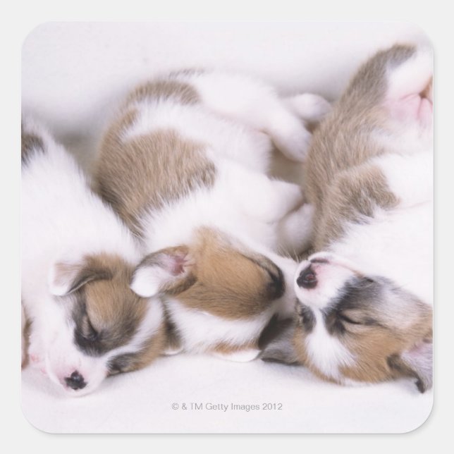Sticker Carré Chiots de corgi dorants (Devant)