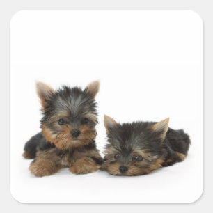 Sticker Carré Chiots du Yorkshire Terrier