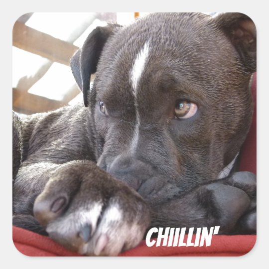 Sticker Carre Chiots Editable De Pitbull De Bebe Zazzle Fr