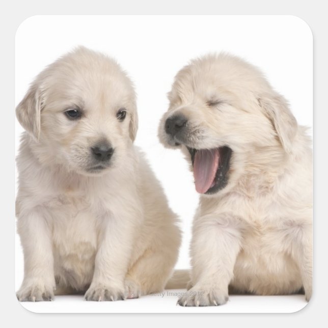Sticker Carré Chiots Golden Retriever (4 semaines) (Devant)