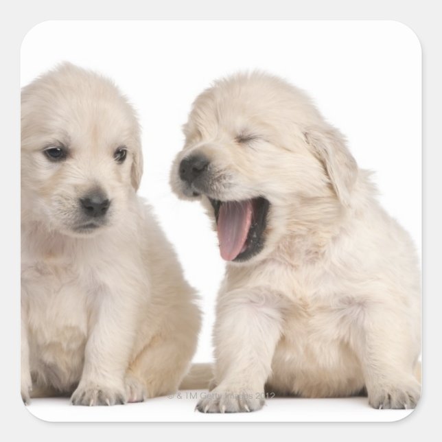 Sticker Carré Chiots Golden Retriever (4 semaines) (Devant)