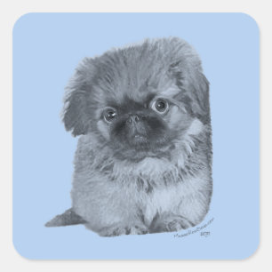 Sticker Carré Chiots Pékinois Bleu