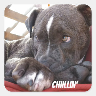 Sticker Carré Chiots Pitbull pour bébé modifiables