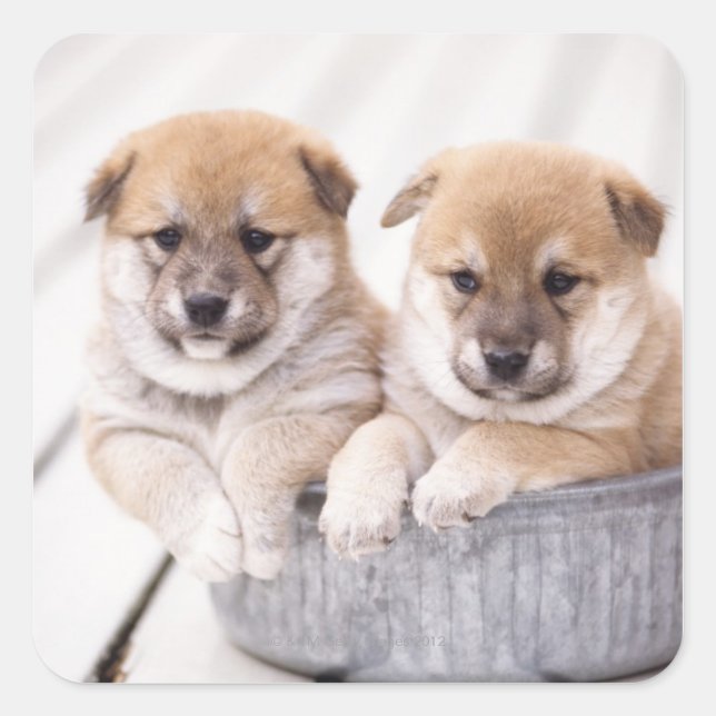 Sticker Carré Chiots Shiba Inu dans une baignoire en aluminium (Devant)