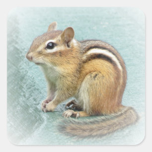 Sticker Carré Chipmunk