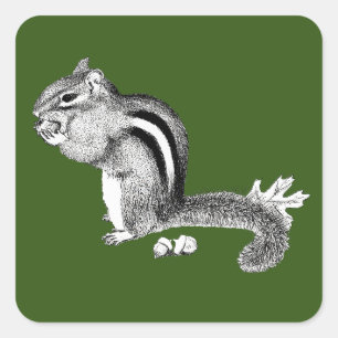 Sticker Carré Chipmunk