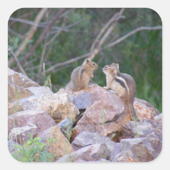Sticker Carré Chipmunk Chatter (Devant)