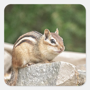 Sticker Carré Chipmunk sur un rocher