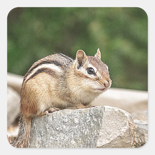Sticker Carré Chipmunk sur un rocher (Devant)