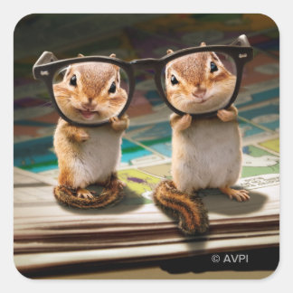Sticker Carré Chipmunks dans les lunettes de lecture