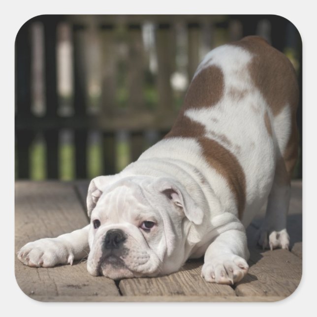 Sticker Carré Chippon anglais Bulldog (Devant)
