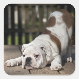 Sticker Carré Chippon anglais Bulldog
