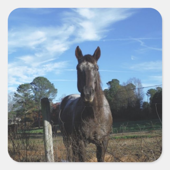 Sticker Carré Chocolat au lait Cheval Brown en bleu (Devant)