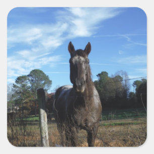 Sticker Carré Chocolat au lait Cheval Brown en bleu