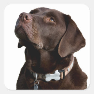 Sticker Carré Chocolat Brown Labrador Retriever Chien chiot