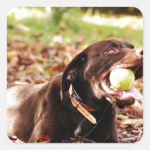 Chocolat Labrador Jouer Avec Ball