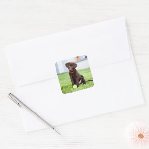 Sticker Carré Chocolat Labrador Puppy Avec Tennis Ball