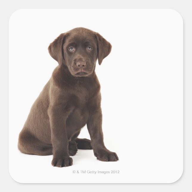 Sticker Carré Chocolat Labrador Retriever Puppy (Devant)