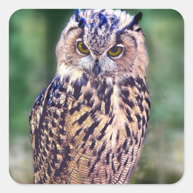 Sticker Carré Chouette géniale (Devant)