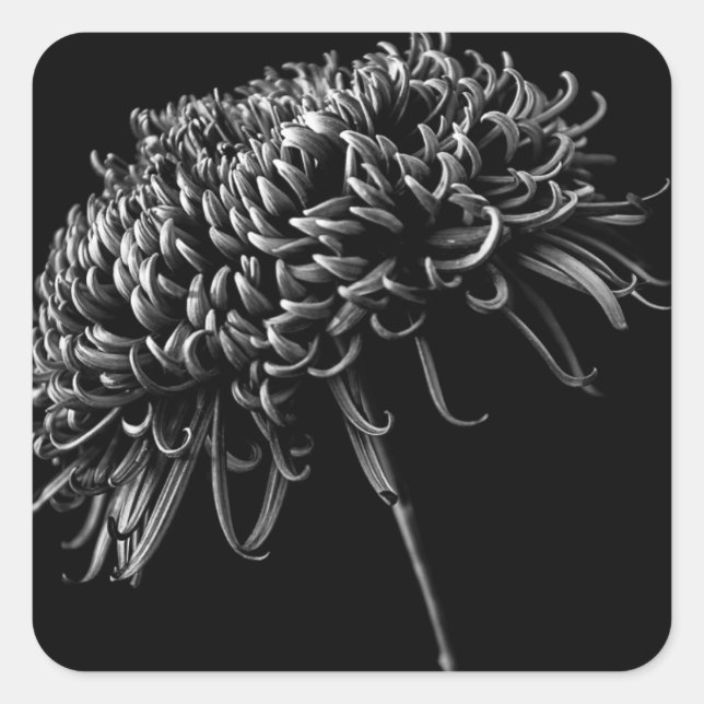 Sticker Carré Chrysanthème (Devant)