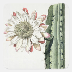 Sticker Carré Cierge Erectus Altissimus Syrinamensis de 'Phyth