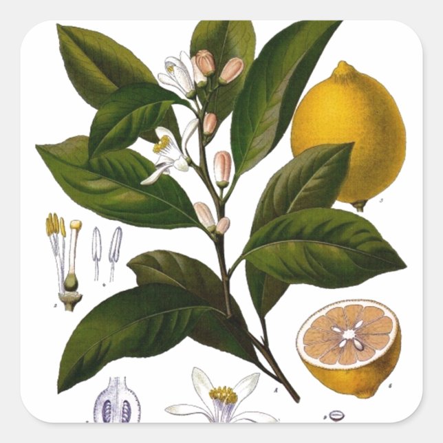 Sticker Carré Citron (Devant)