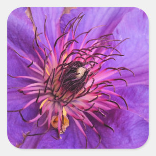 STICKER CARRÉ CLEMATIS