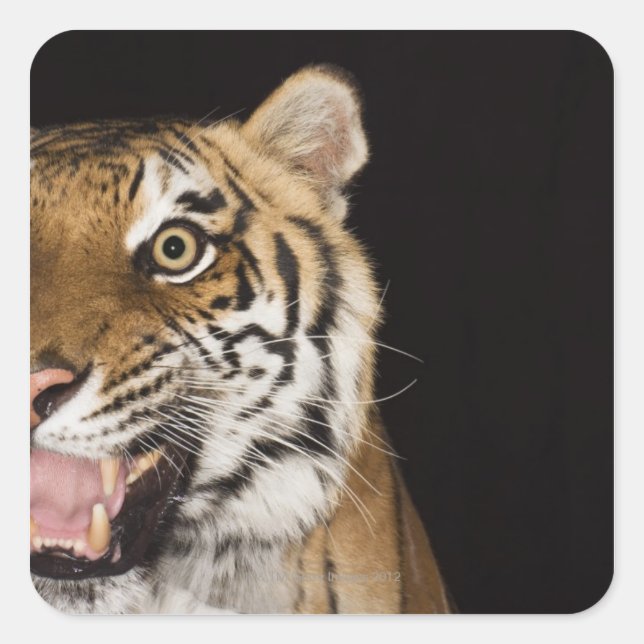 Sticker Carré Close up of roaring tiger's face (Devant)