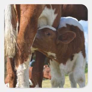 Sticker Carré Closeup de lait de veau