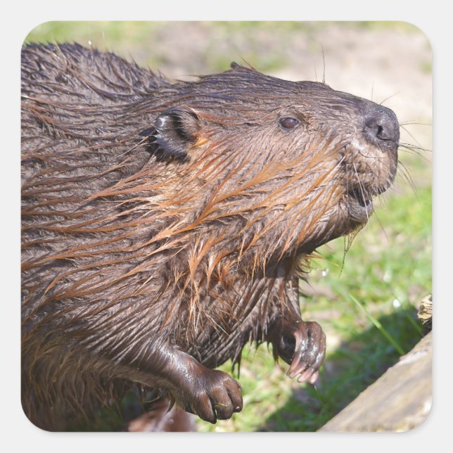 Sticker Carré Closeup North American Beaver (Castor canadensis) (Devant)