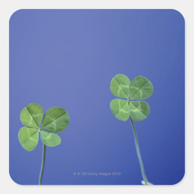 Sticker Carré Clovers à quatre feuilles (Devant)