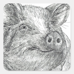 Sticker Carré Cochon
