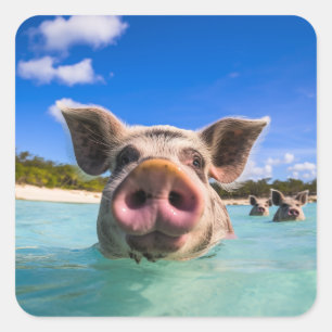 Sticker Carré Cochon de bain mignon Exuma Bahamas