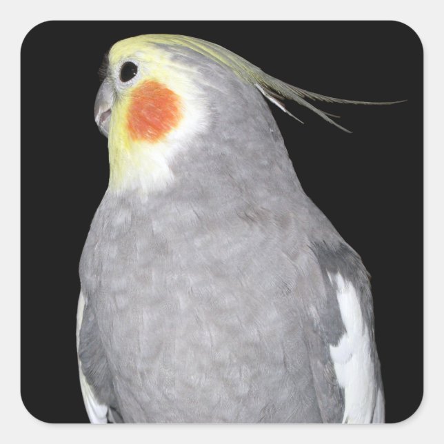 Sticker Carré Cockatiel d'oiseaux animaux domestiques (Devant)