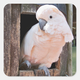 Sticker Carré Cockatoo Moluccan