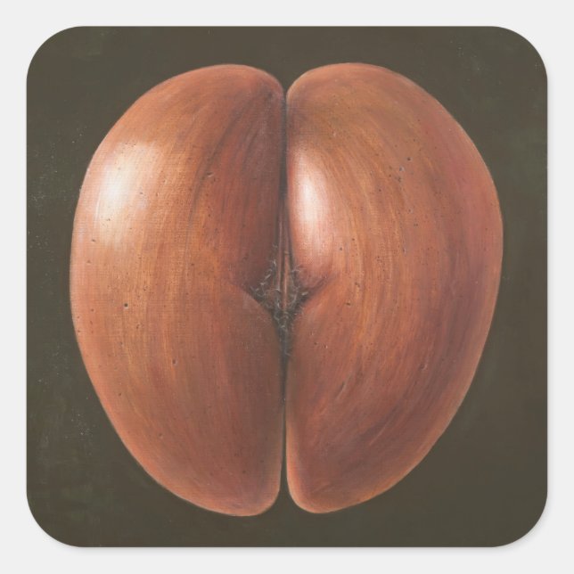 Sticker Carré Coco de Mer Maldives 2012 (Devant)