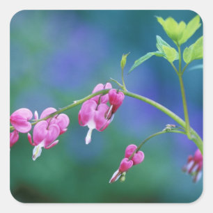 Sticker Carré Cœurs saignants roses dans un jardin. Crédit :