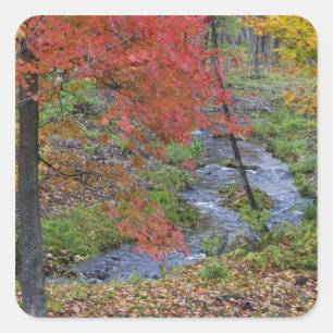Sticker Carré Coles Creek bordée de érables d'automne près
