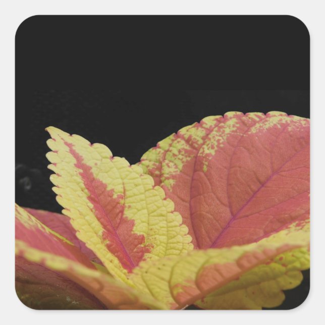 Sticker Carré Coleus Feuilles (Devant)
