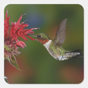 Sticker Carré Colibri à gorge rubis mâle
