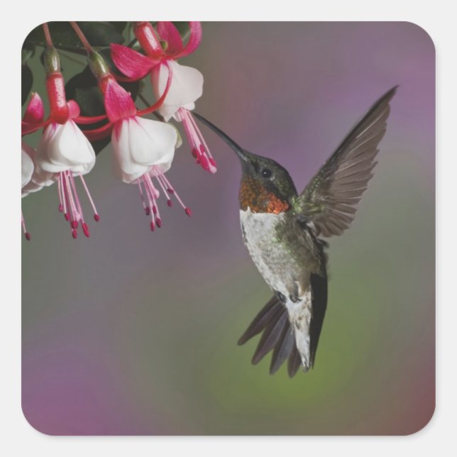 Sticker Carré Colibri à gorge rubis mâle, Archilochus (Devant)