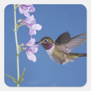 Sticker Carré Colibri à queue large, Selasphorus