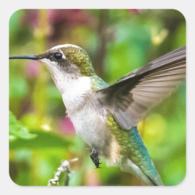 Sticker Carré Colibri en vol (Devant)