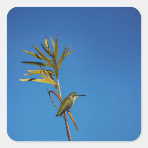 Sticker Carré Colibri femelle