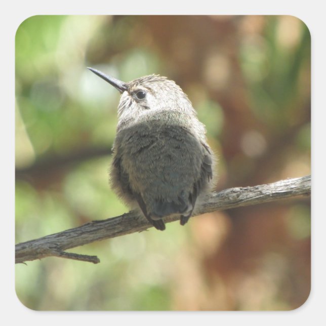 Sticker Carré Colibri Fledging (Devant)