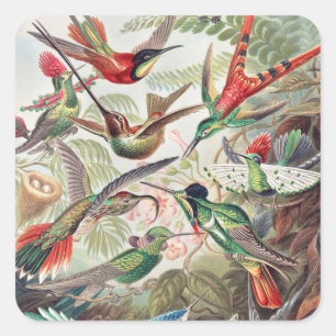 Sticker Carré Colibri, Trochilidae Kolibris par Ernst Haeckel